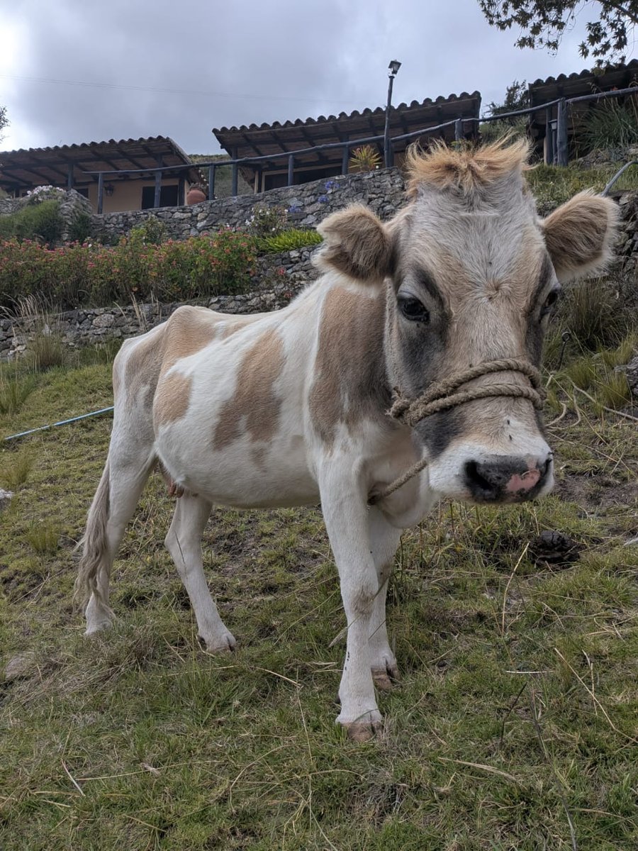 Florencia, the house cow, in the field